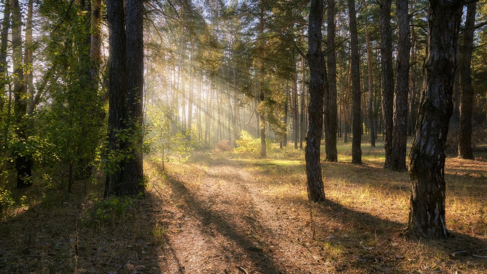 Zonnig dennenbos met bospad bij Center Parcs Les Trois Forets