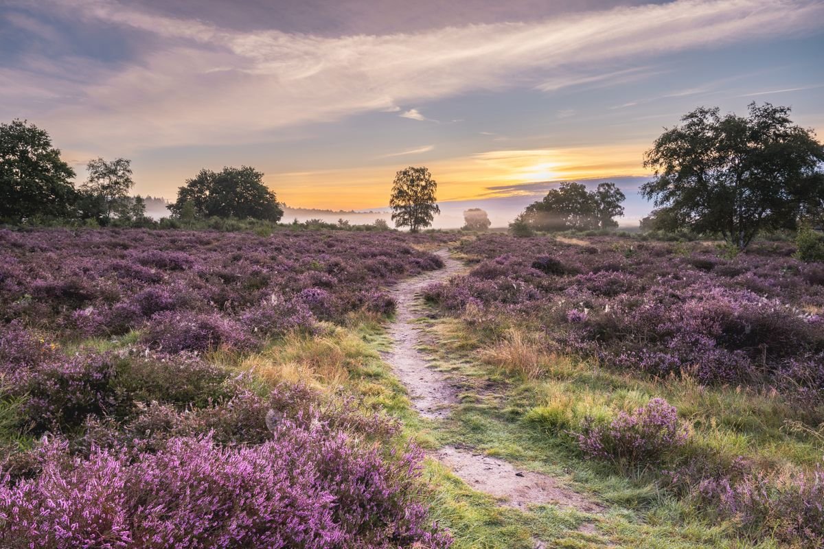 Paarse heide met bospad bij zonsopkomst in de natuur van Limburg