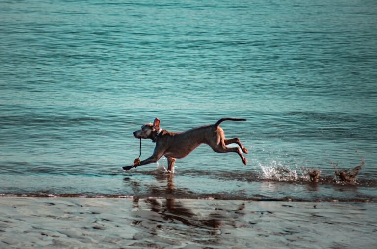 Hond rent los over het strand aan de Zeeuwse Noordzeekust