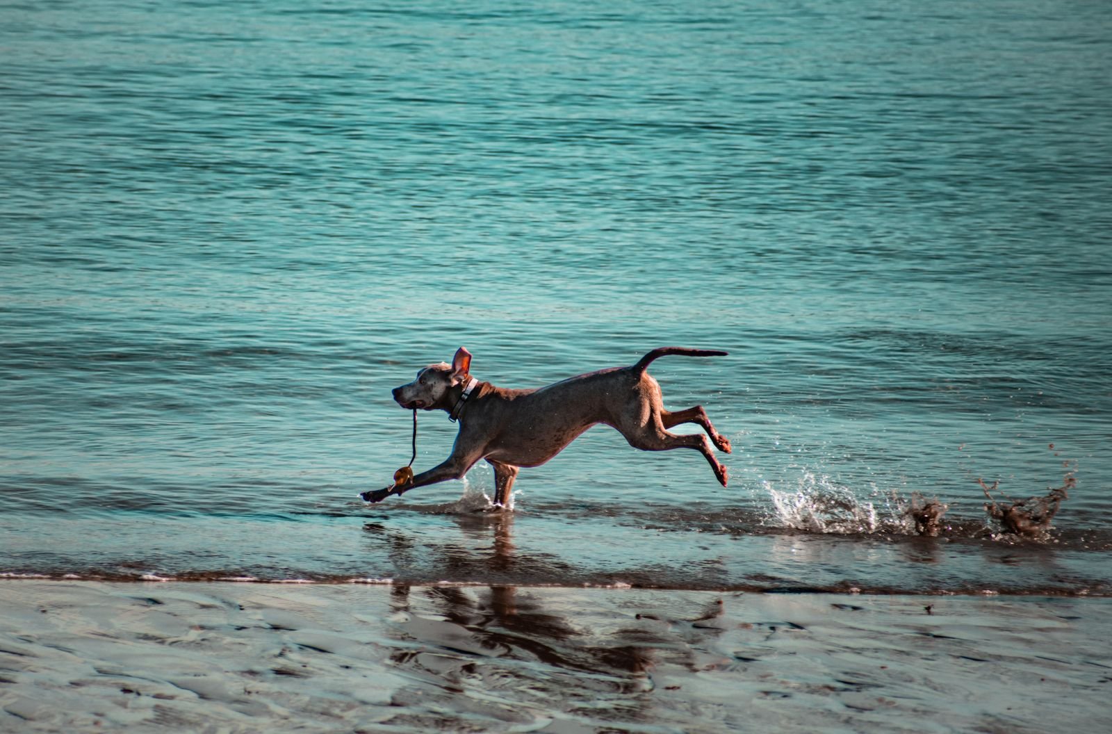 Hond rent los over het strand aan de Zeeuwse Noordzeekust