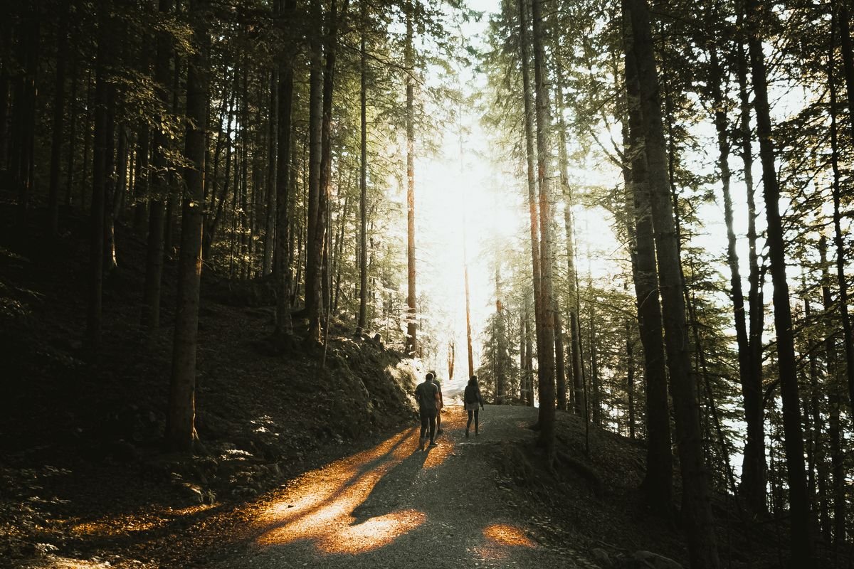 Zonnig bospad in de natuur bij vakantiepark De Katjeskelder