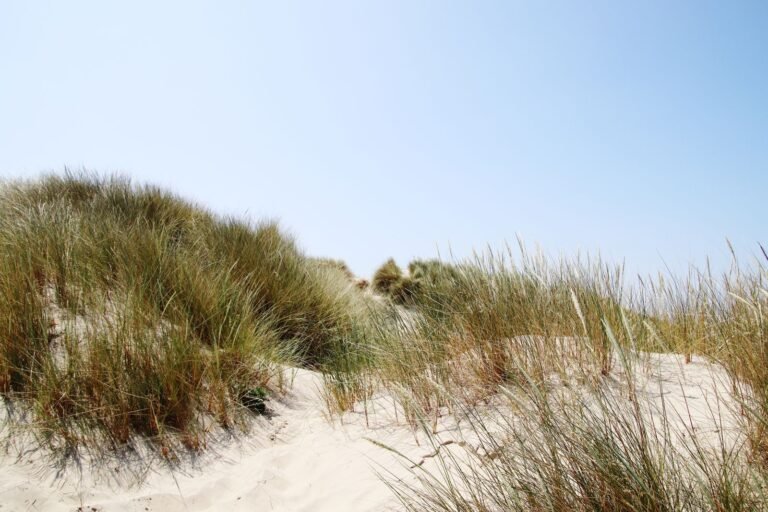 Duinen met helmgras aan de Noordzeekust bij Nieuwvliet-Bad