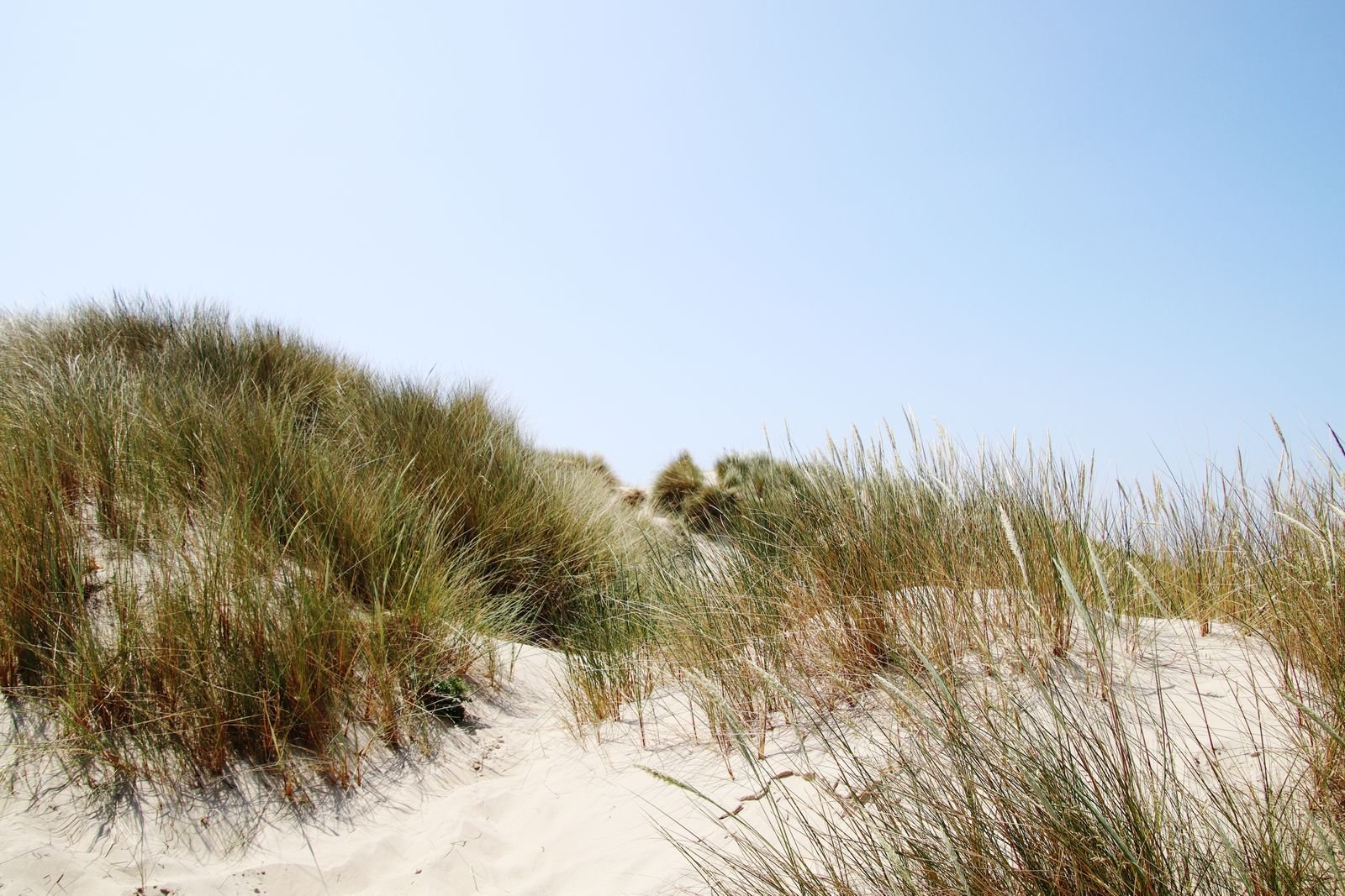 Duinen met helmgras aan de Noordzeekust bij Nieuwvliet-Bad