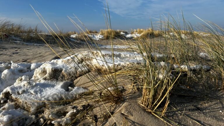 Rustig winters Noordzeestrand met duinen bij Nieuwvliet-Bad