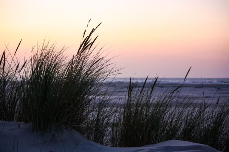 Duinen met helmgras aan de Noordzeekust bij Roompot Nieuwvliet-Bad