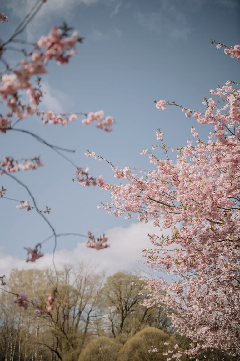 Bloeiende kersenboom in de lentezon tijdens de paasvakantie