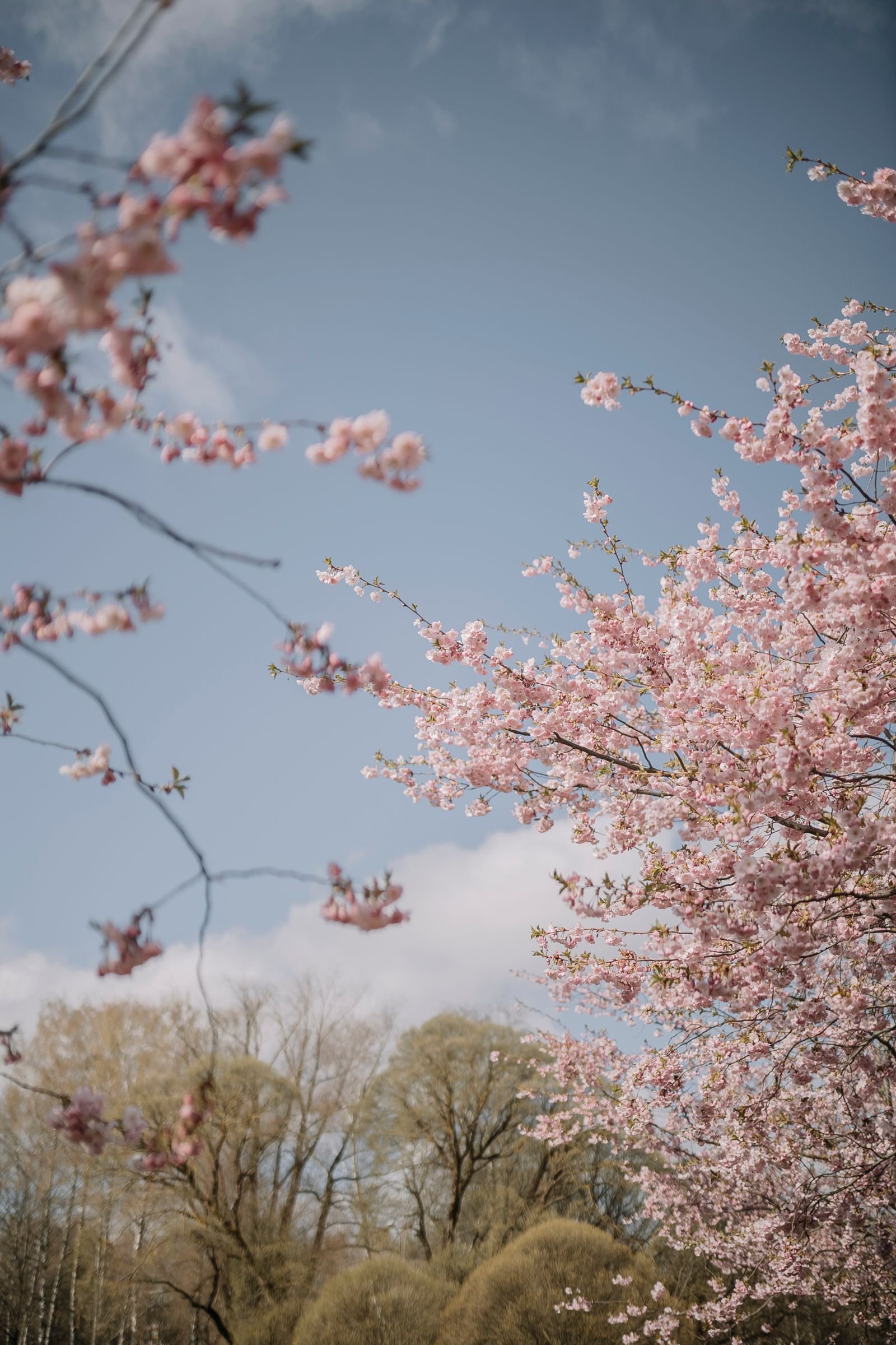Bloeiende kersenboom in de lentezon tijdens de paasvakantie