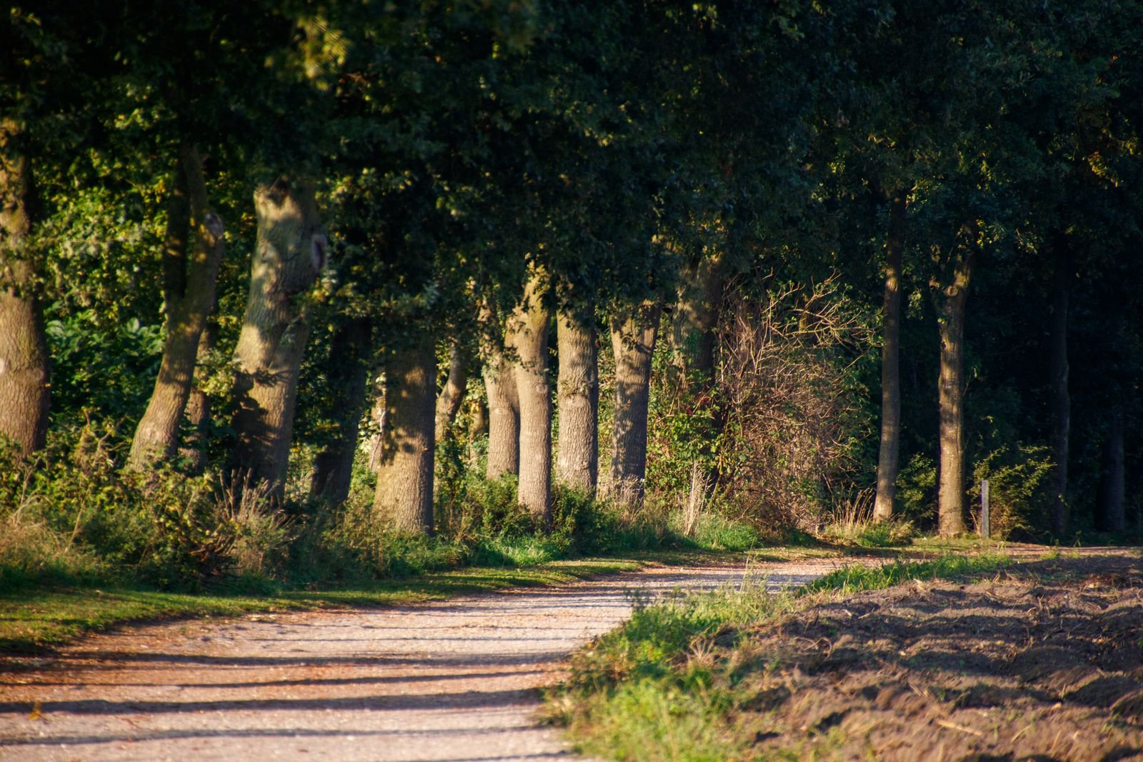 Zonnig bospad in Gelderland, ideaal als je een boshuisje gaat huren