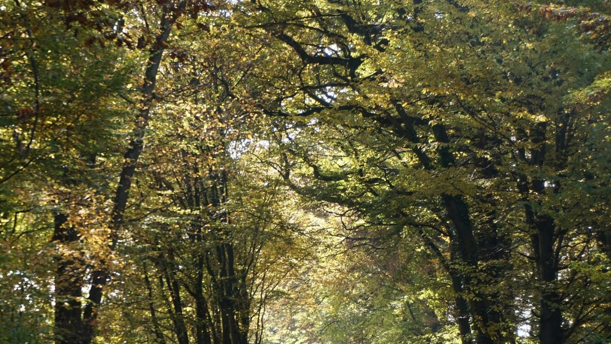 Zonlicht door de bomen in het bos bij Roompot De Katjeskelder in Brabant