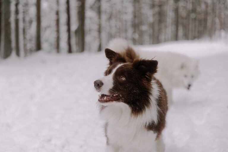 EuroParcs oud en nieuw met hond: rustige parken en praktische tips