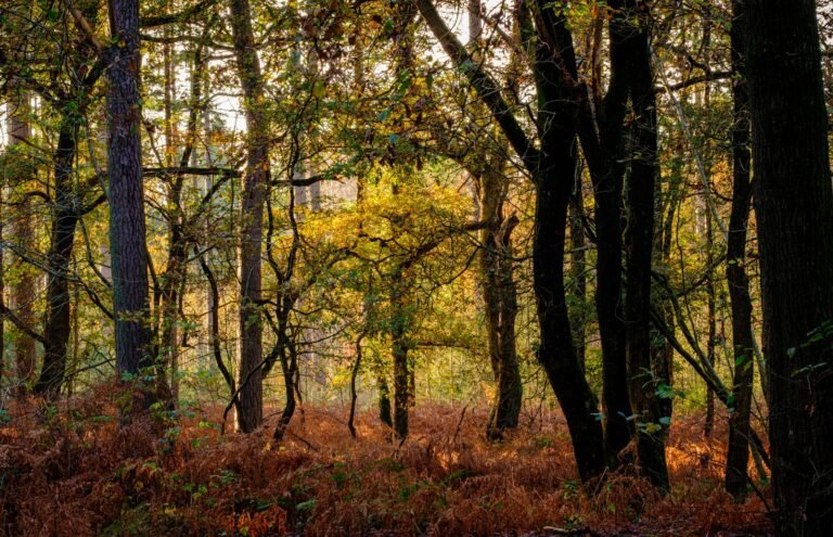 Herfstbos op de Utrechtse Heuvelrug, de omgeving van Landal Buytenplaets Rhenen