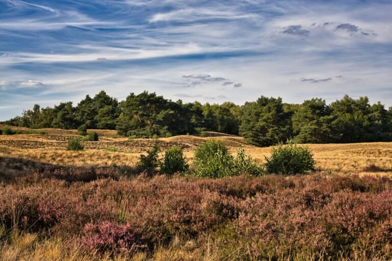Heide en dennenbos op de Veluwe, de omgeving van Landal Sprengerheide bij Epe