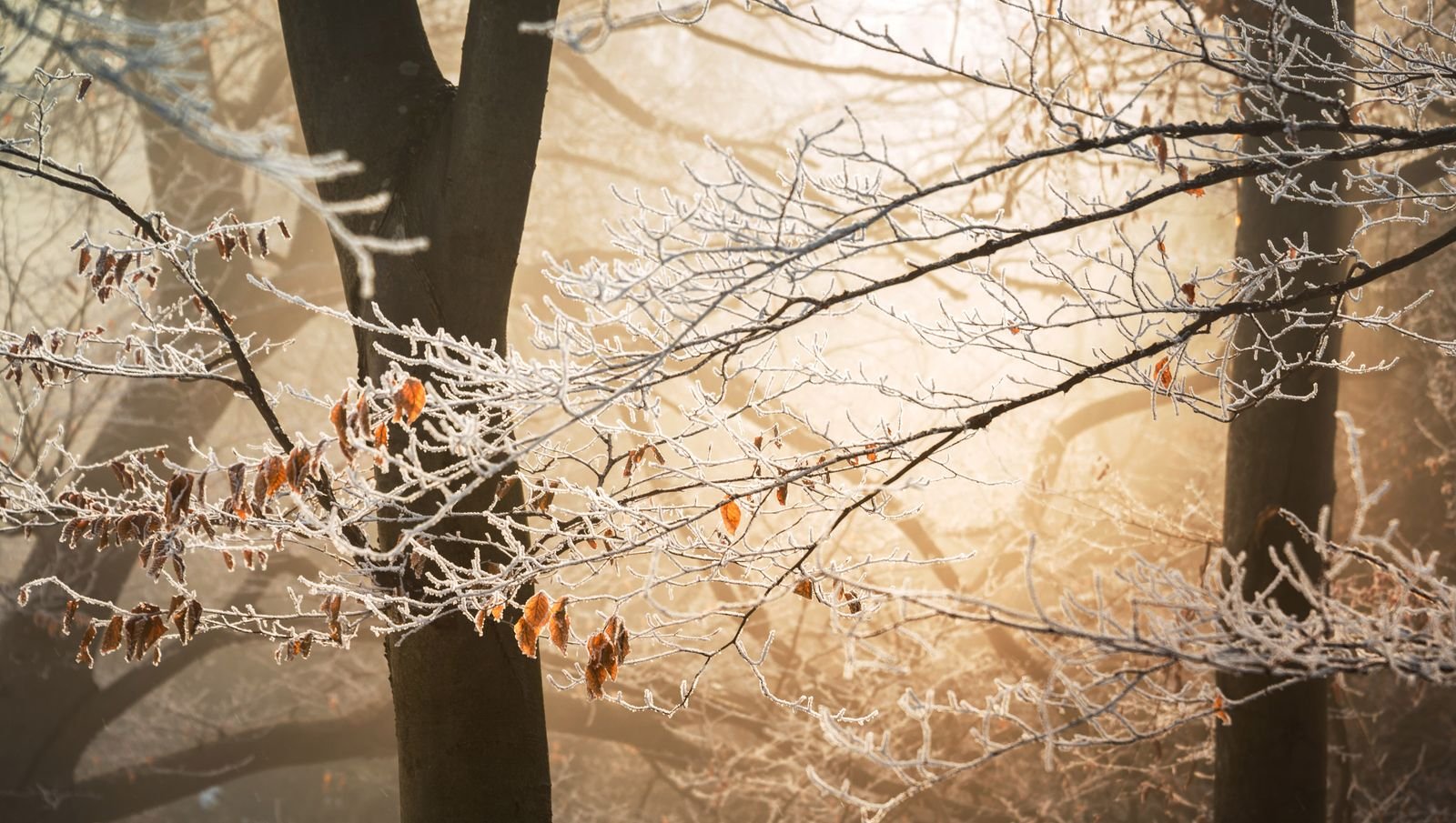 Berijpte takken in een winterbos tijdens een midweek weg in de kerstvakantie