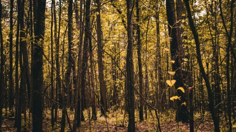 Zonlicht in een groen Limburgs bos bij Roompot De Lommerbergen