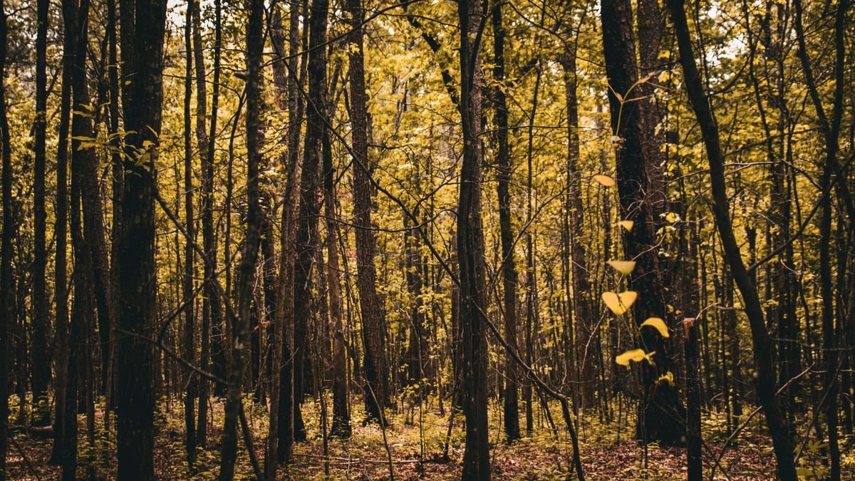 Zonlicht in een groen Limburgs bos bij Roompot De Lommerbergen