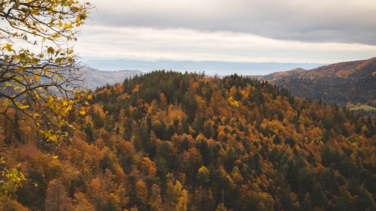 Roompot Duitsland kaart: beboste heuvels in Duitsland in herfstkleuren