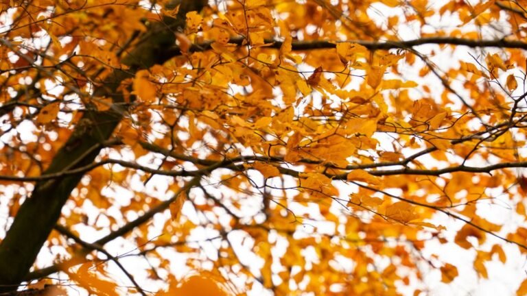 Roompot Het Vennenbos: herfstbos in de Brabantse Kempen