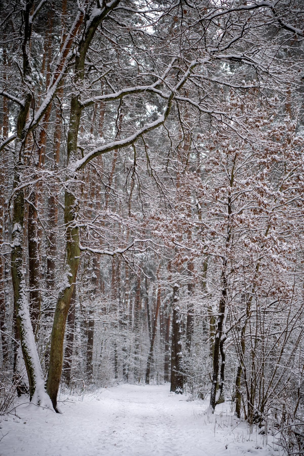Boswandeling tijdens de Roompot kerstvakantie Besneeuwd bospad tijdens de Roompot kerstvakantie