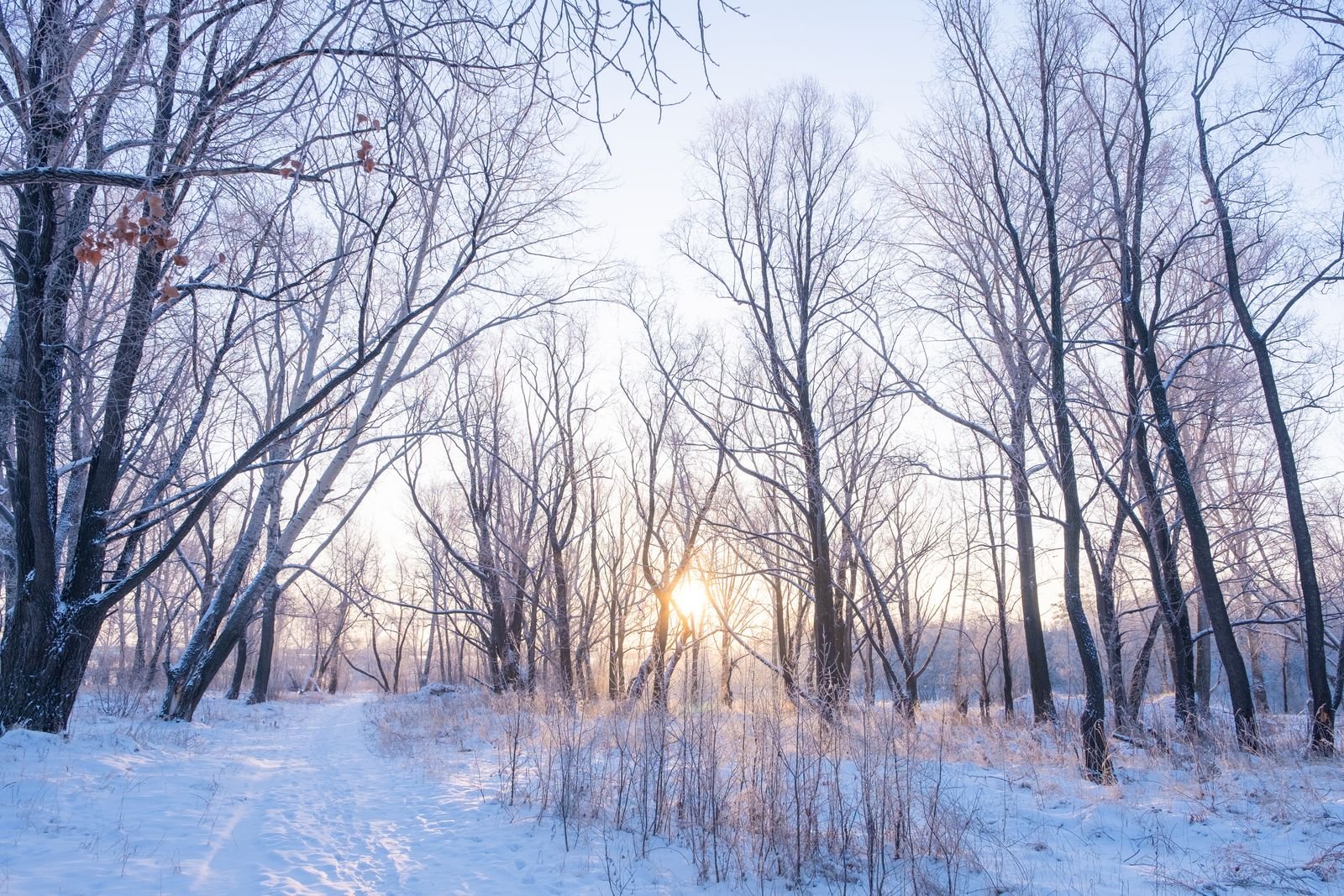 Besneeuwd winterbos met zon door de bomen tijdens de kerstvakantie