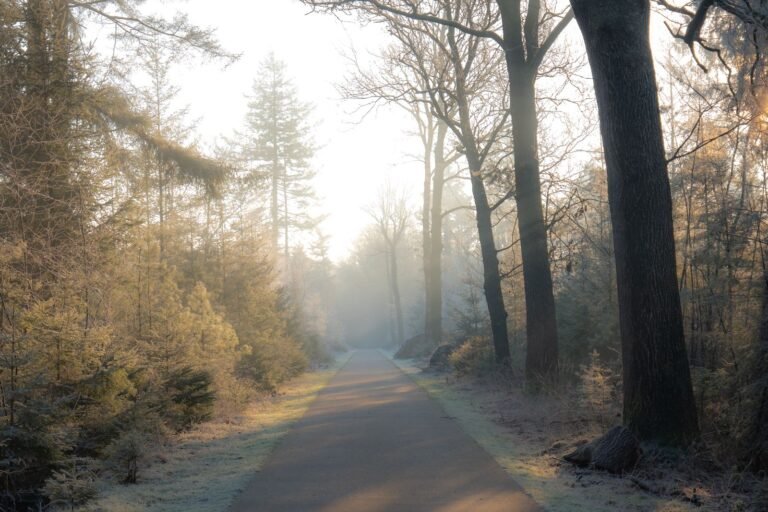 Mistig bospad op een winterochtend in Drenthe, perfect voor een vakantiehuisje met sauna