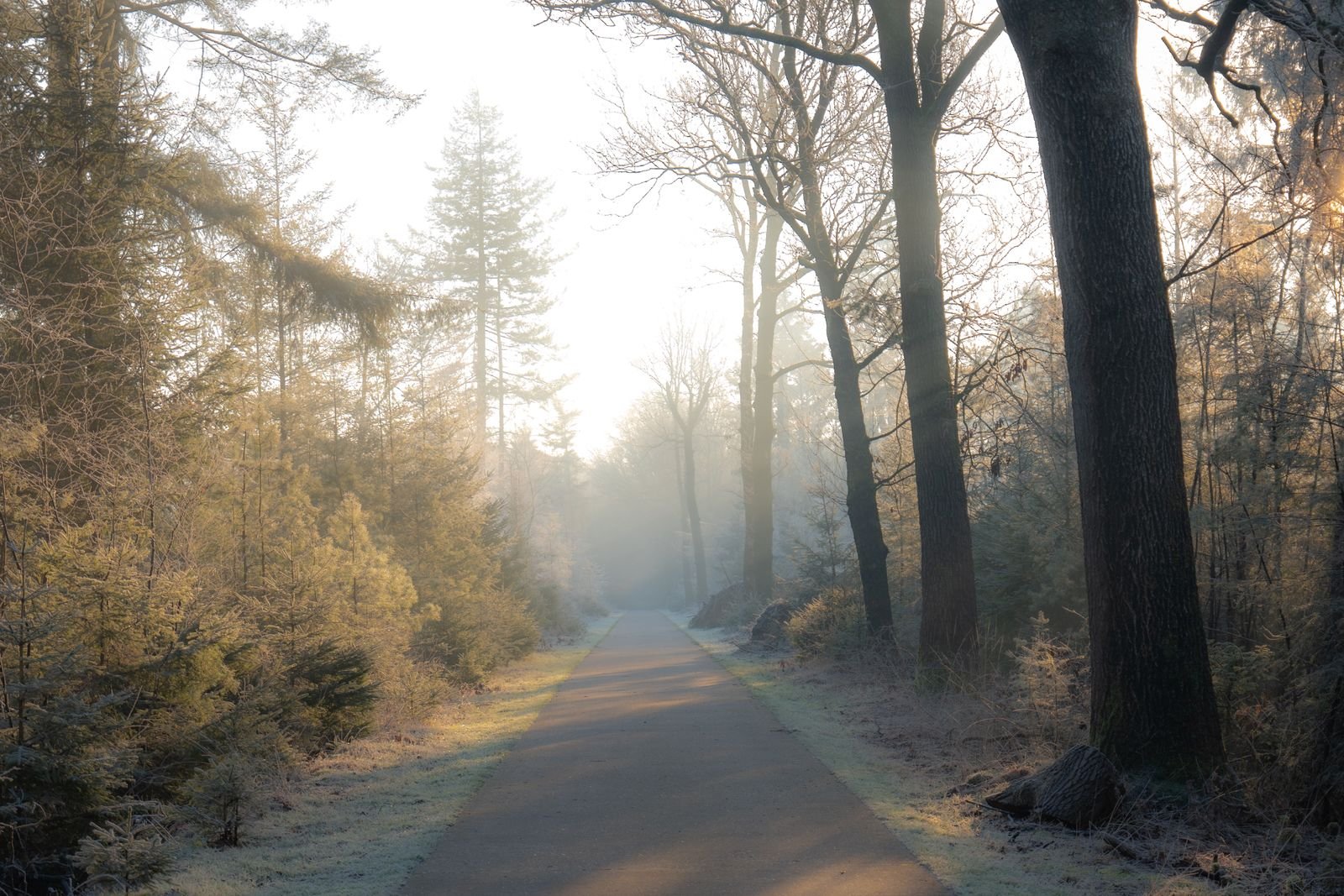 Mistig bospad op een winterochtend in Drenthe, perfect voor een vakantiehuisje met sauna