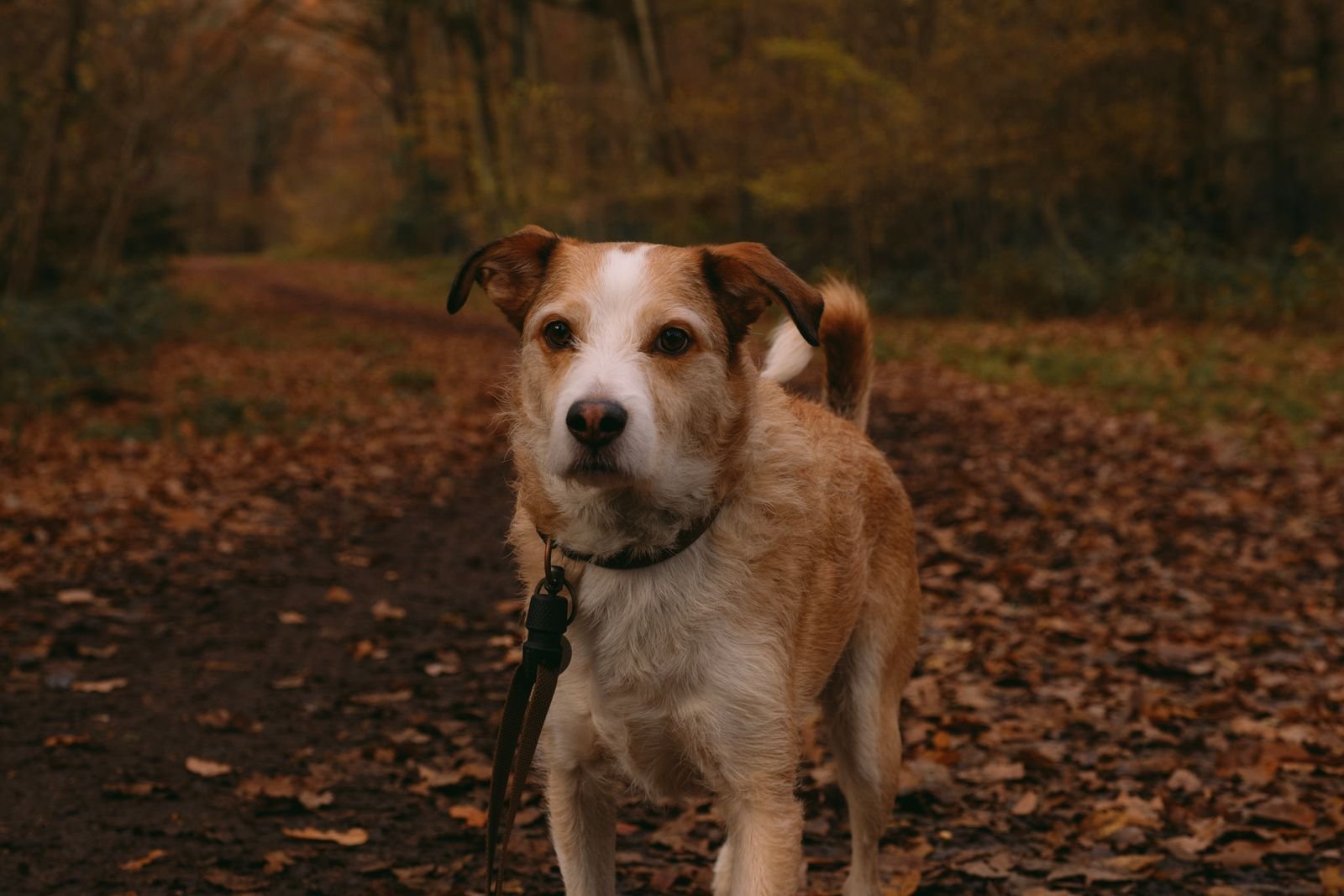 Hond op een bospad in de herfst, op vakantiepark met oud en nieuw met hond